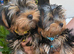 Beautiful Girl Yorkshire terrier pups