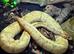 Banana ball python and setup