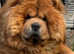 Kennel club registered chow chow stud!!