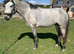 Connemara mare