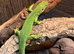 Western Green Lizard at Birmingham Reptiles