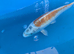 8-10 inch koi carp for sale Northamptonshire