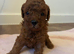 Toy poodle 2 girls 1 boy