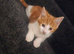 Kitten for sale