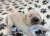 Golden Retriever Boys and Girls Available