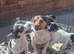 Stunning litter of jackrussel puppies