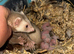 Micros ferrets