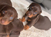 Miniature dachshund puppies