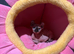 Female sphynx kitten