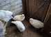 Jersey Giant breeding trio ..................white