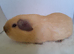Cream Californian Guinea Pig Boars