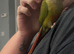 12 week old Green Cheek Conure
