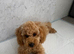 Tooy poodle