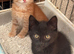 Kittens for sale