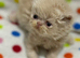 GCCF registered Persian kittens