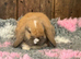 Stunning Mini Lop Buck- Ready to Leave Now