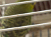 One year old little green budgie
