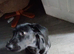 Black lab male