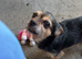 2 dogs rehoming must go together