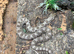 Axanthic Western Hognose at Birmingham Reptiles