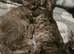 X2 beautiful doll face persian kittens