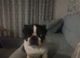 4 year old Boston terrier Bitch