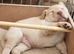 Labrador puppies for sale