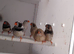 12 zebra finches