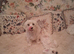 Maltese puppy