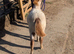 Lovely Chestnut Few Spot British Spotted Filly