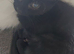 2 kittens girl