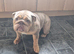 KC Female English bulldog
