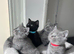 Beautiful British shorthair kittens