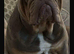 Kc top bloodline British bulldogs