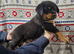 German rottweiler puppies