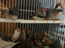 Finches