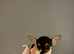 Full Chihuahuas