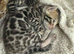 Bengal kittens