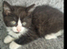 3 kittens need rehoming