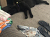 Beautiful female Labrador
