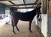 Offered for sale as broodmare - carries competition producing lines -Eventing, Showjumping, Dressage