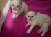 2 beautiful chunky per-rag kittens