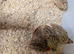 For Sale Beautiful Japanese Quail Chick's selling as a group of 5 only
