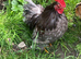2 hens and rooster chicken