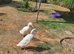 Free to good home with other ducks