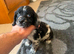 Cocker spaniel puppy's