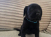 READY NOW 5 Labradoodle puppies