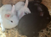 Baby rabbits and 1 older male