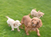 Golden Retreiver X Show cocker spaniel puppies