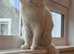 Maine coon BSH